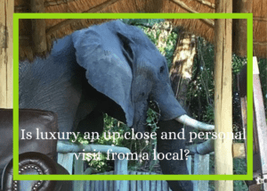 photo of elephant caption Is luxury an up close and personal visit with a local