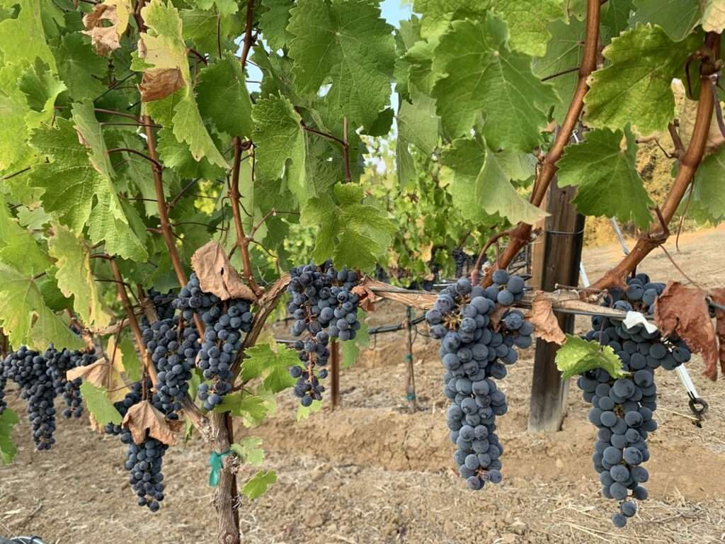 Grapes on the vine in Sonoma California