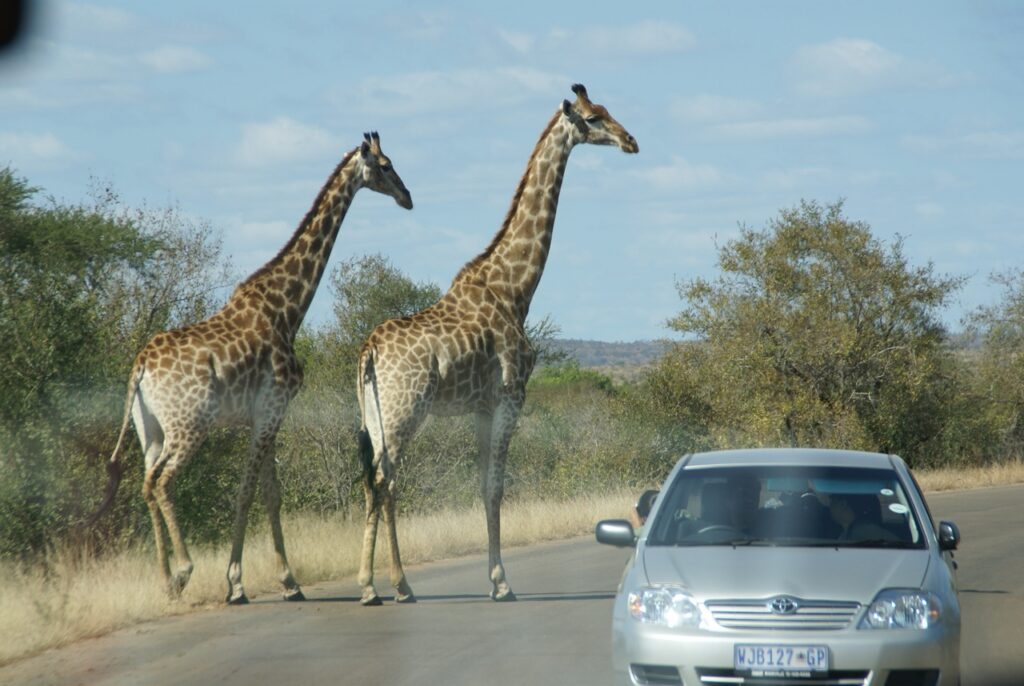 Giraffes spotted at Kruger National Park next to a car