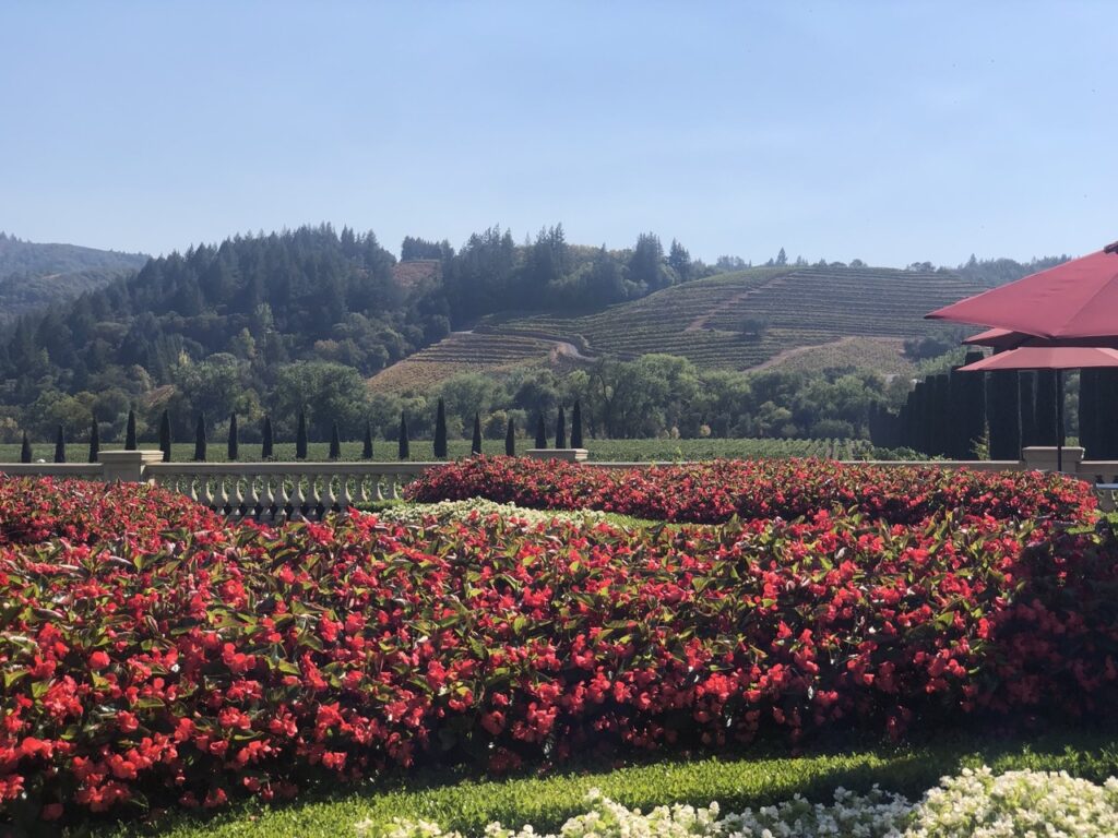 View of flowers and the hilly vineyard from Ferrari-Coranno Winery, Sonoma