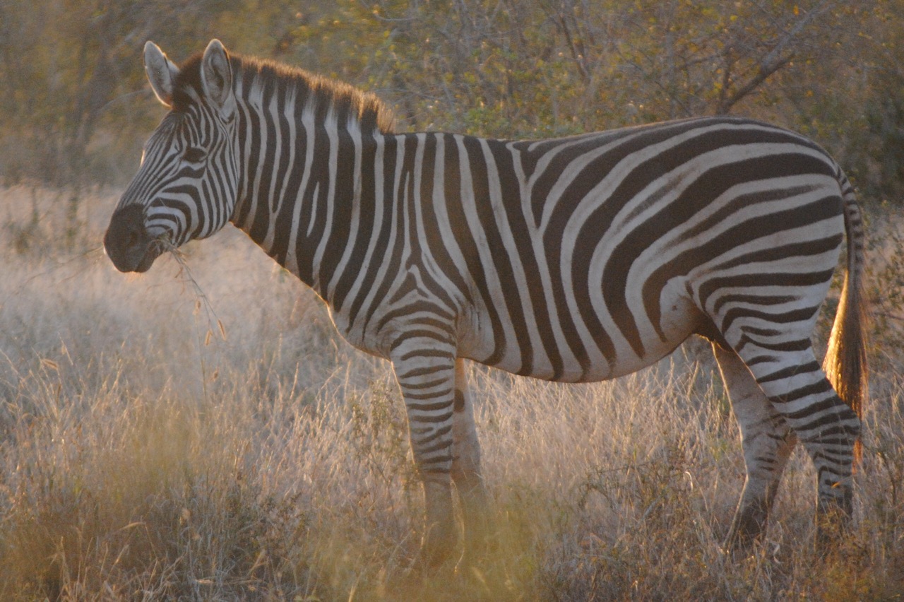 Zebra at Sunset in Kruger National Park