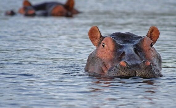 Hippo spotted in the river on an African safari