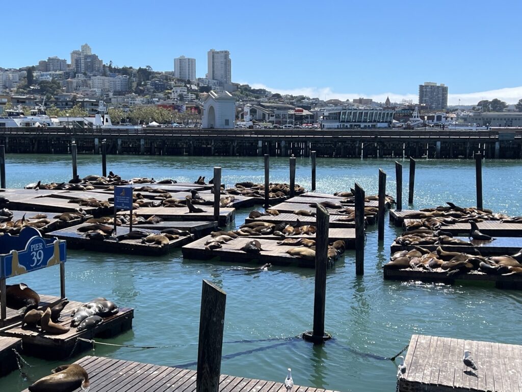 Pier 39 in San Fransisco covered with Seals