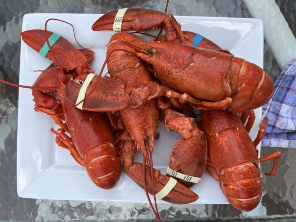 Plate of steamed lobster