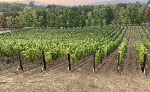 Vineyard view in Napa Valley