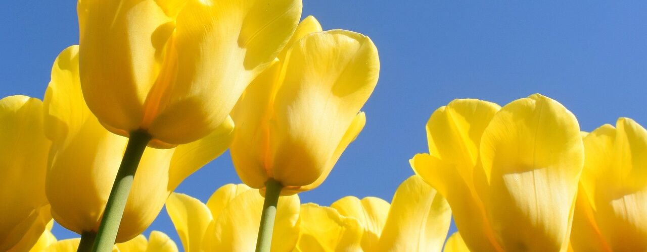 Yellow tulips against a blue sky - Netherlands