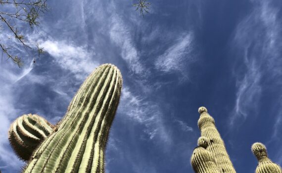 Cactus against a blue sky in Scottsdale Arizona