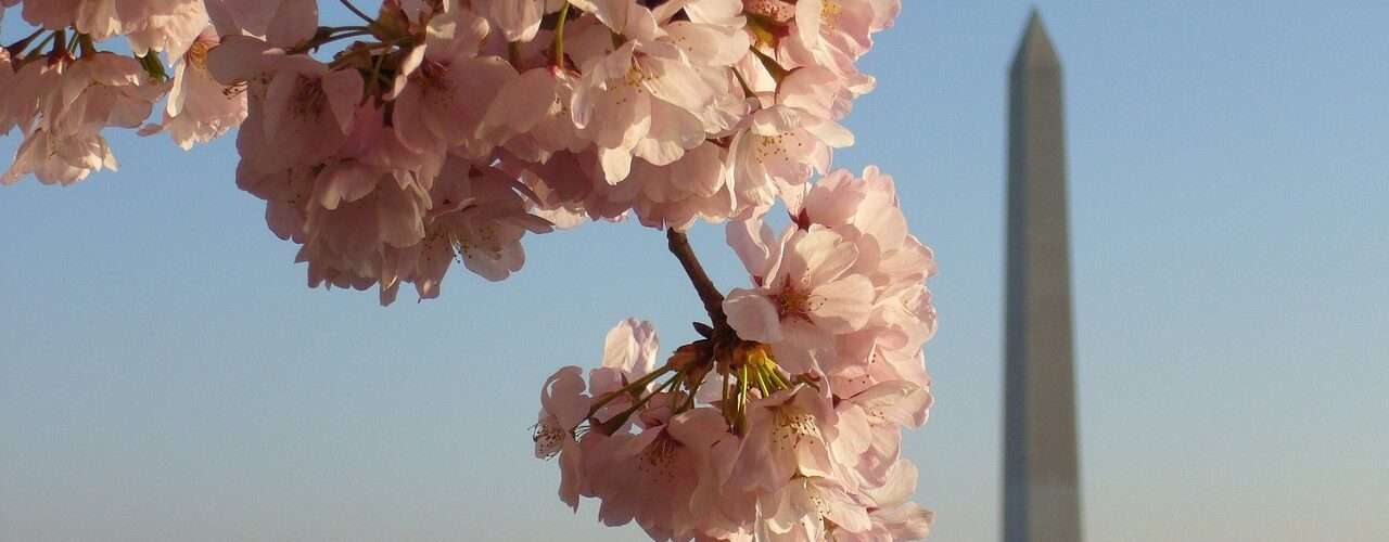 Cherry blossom with the Washington monument in the background