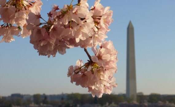 Cherry blossom with the Washington monument in the background