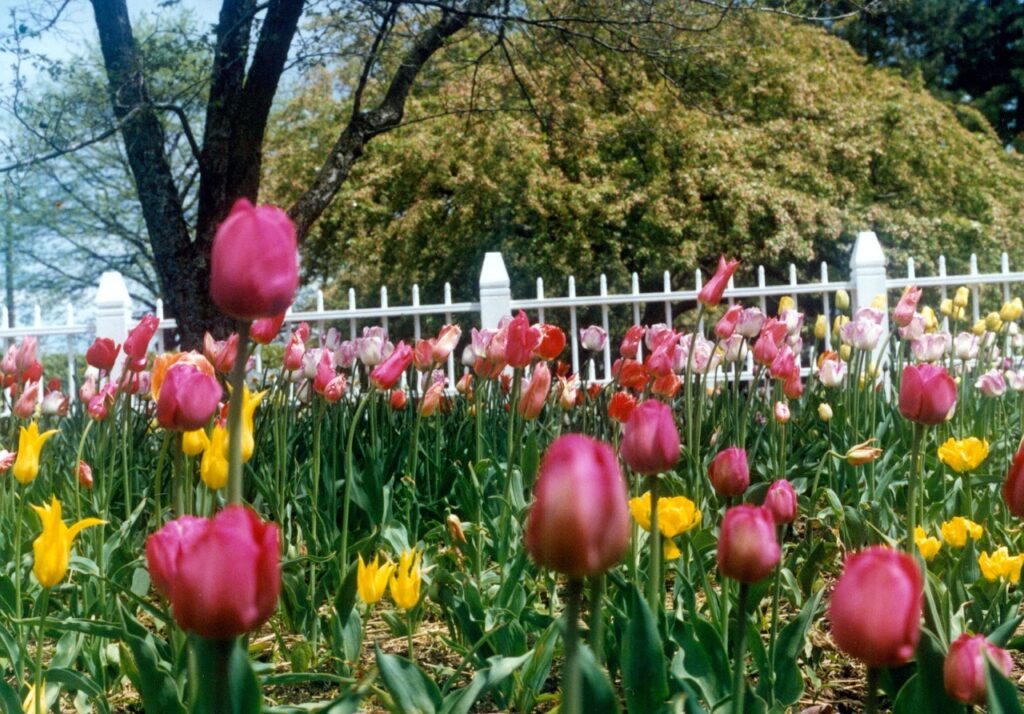 Multi-colored Amsterdam tulips
