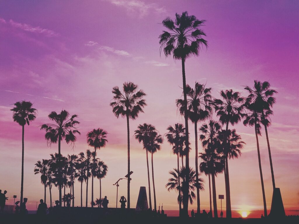 Palm trees against a pink sky in Miami