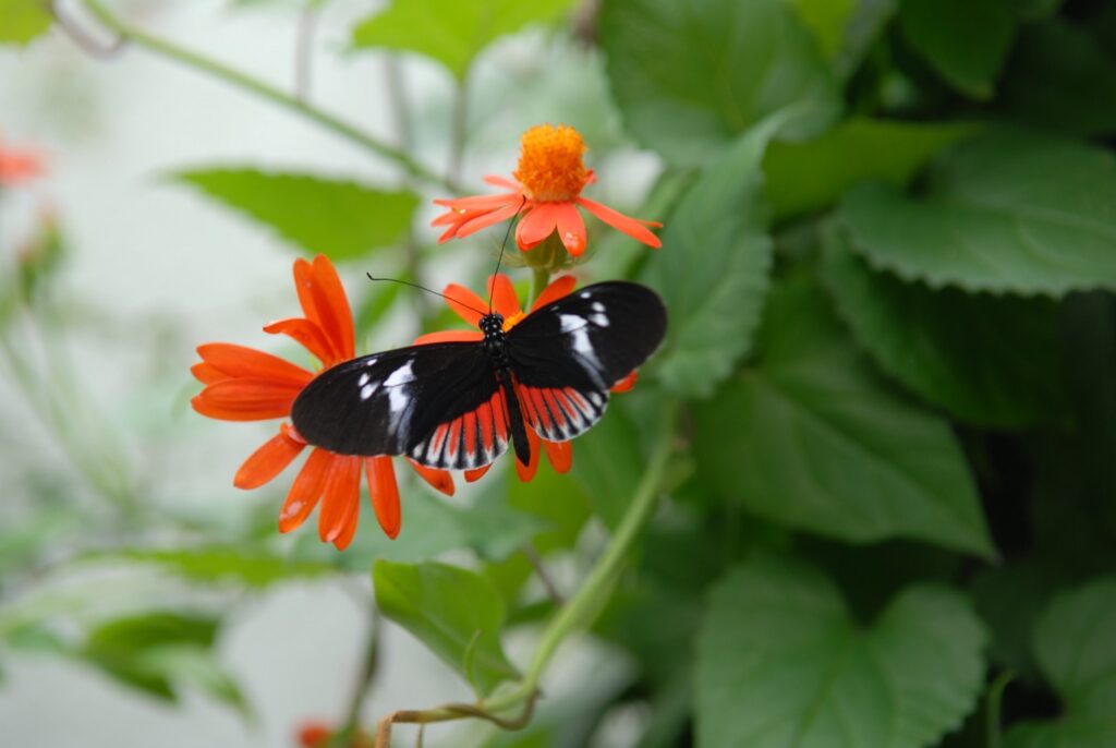 butterfly on a flower