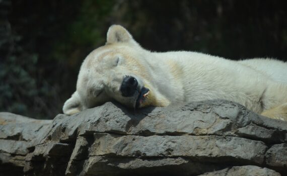 Polar bear at the San Diego Zoo