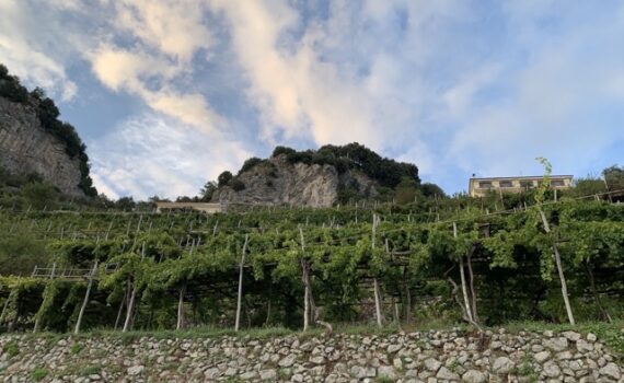 Vineyard on the Amalfi coast