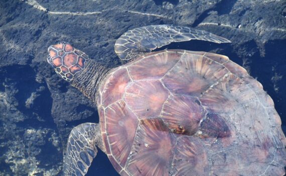 Sea Turtle Galapagos Islands