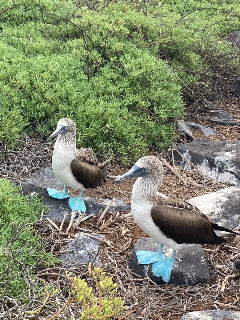 Blue Footed Booby