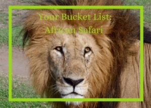 Caption: Your Bucket List: African Safari - Background is a lion
