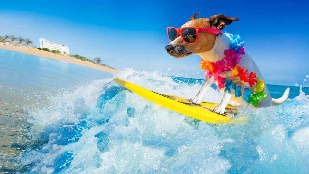dog with sun glasses on a surf board
