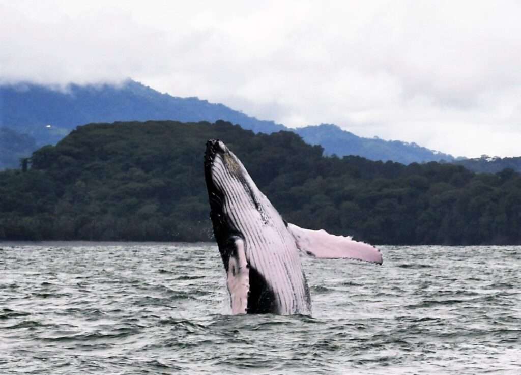 Whale breaching off the coast of Costa Rica