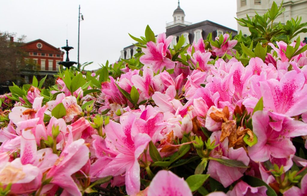Pink flowers in New Orleans