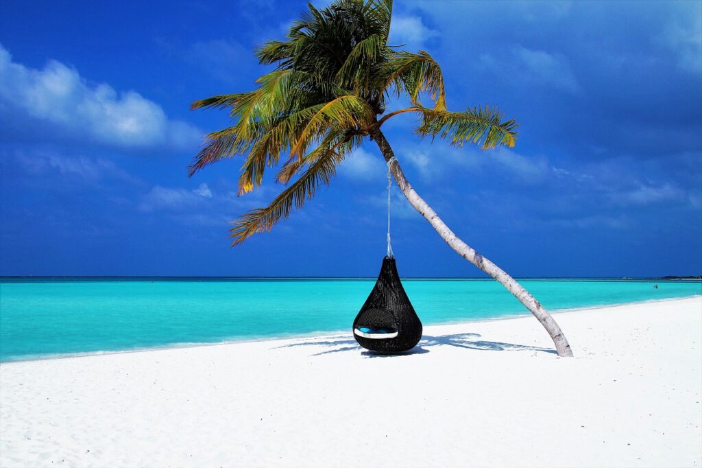 Palm tree on the beach in the Maldives