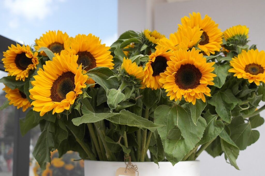 Pot of sunflowers