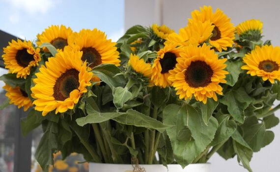 Pot of sunflowers