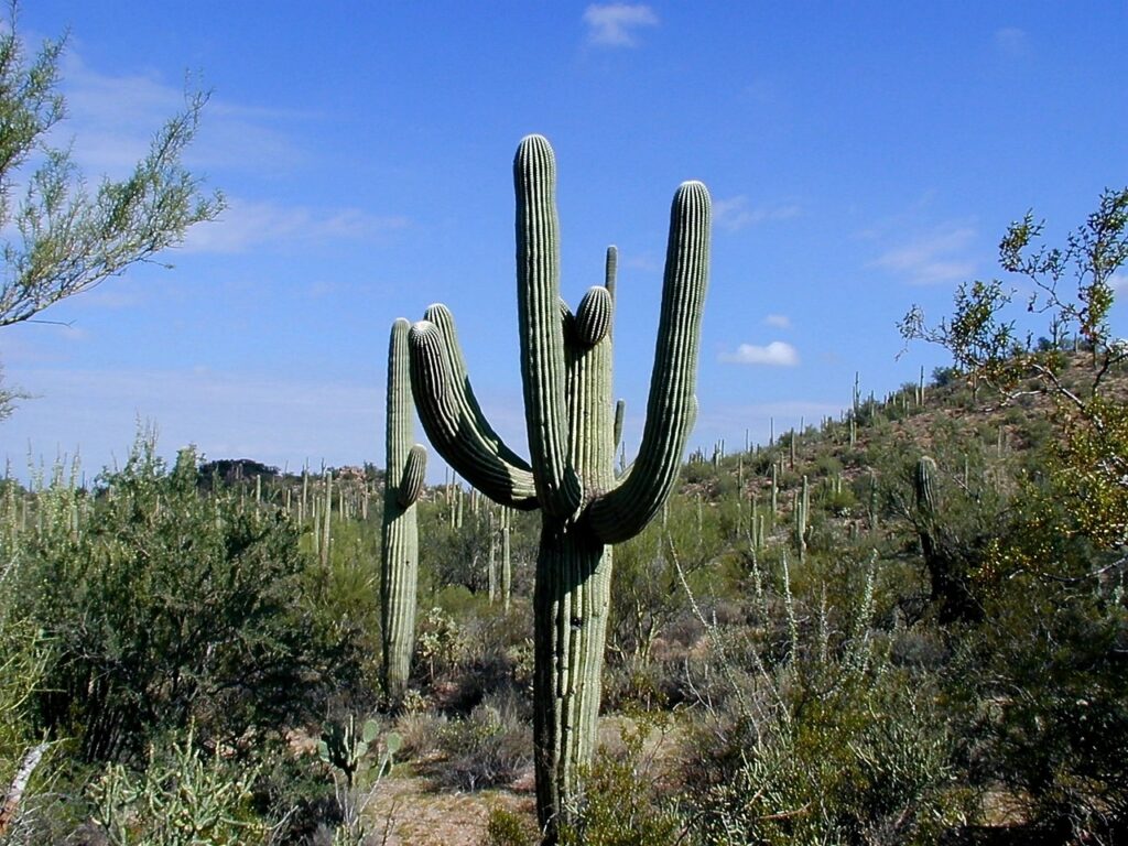 A cactus in Saguaro National Park, in Tucson