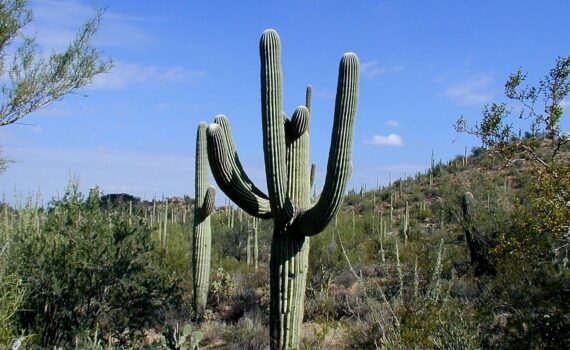 A cactus in Saguaro National Park, in Tucson