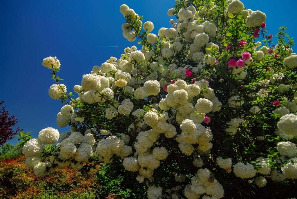 Flowers in bloom at the Daniel Stow Botanical Garden