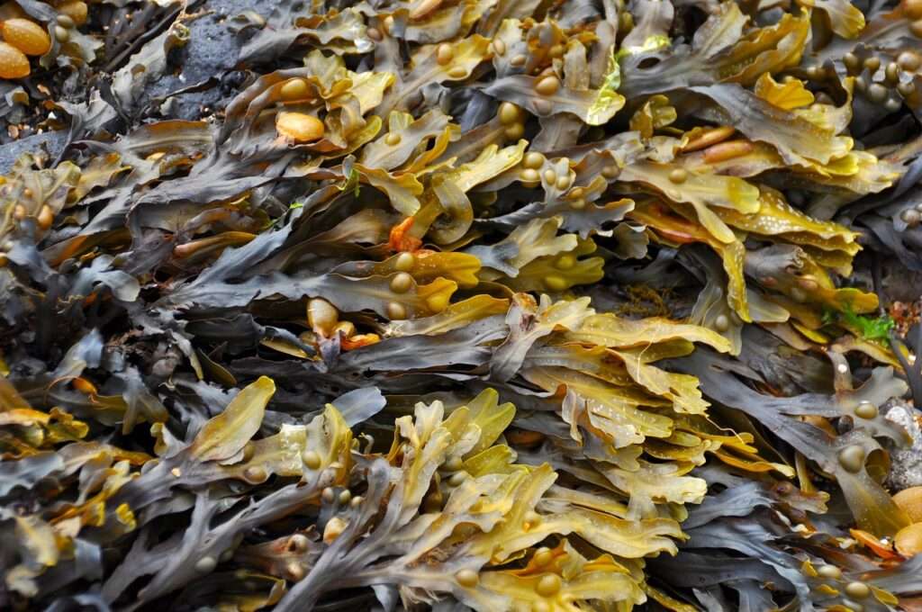 Sargassum Seaweed in the Caribbean