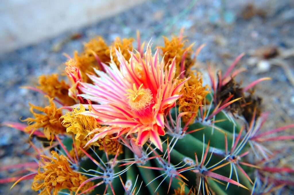 Cactus in Sonoran Desert in Arizona