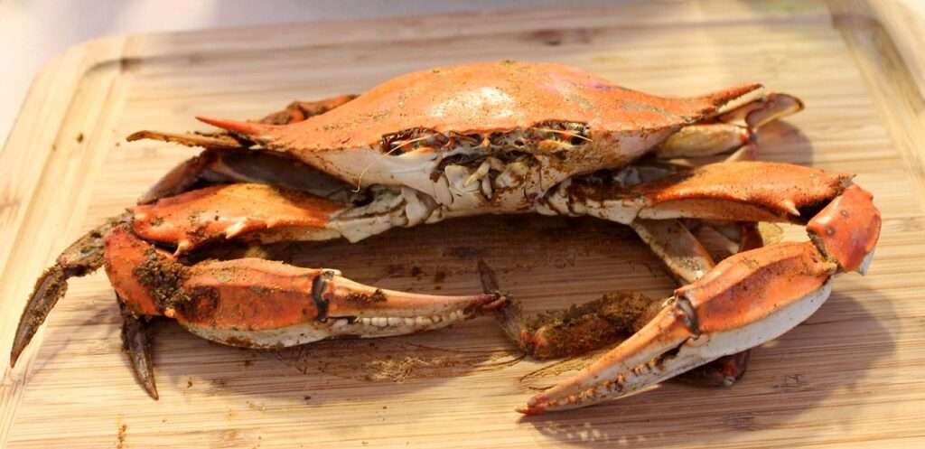 Steamed Maryland Blue Crab