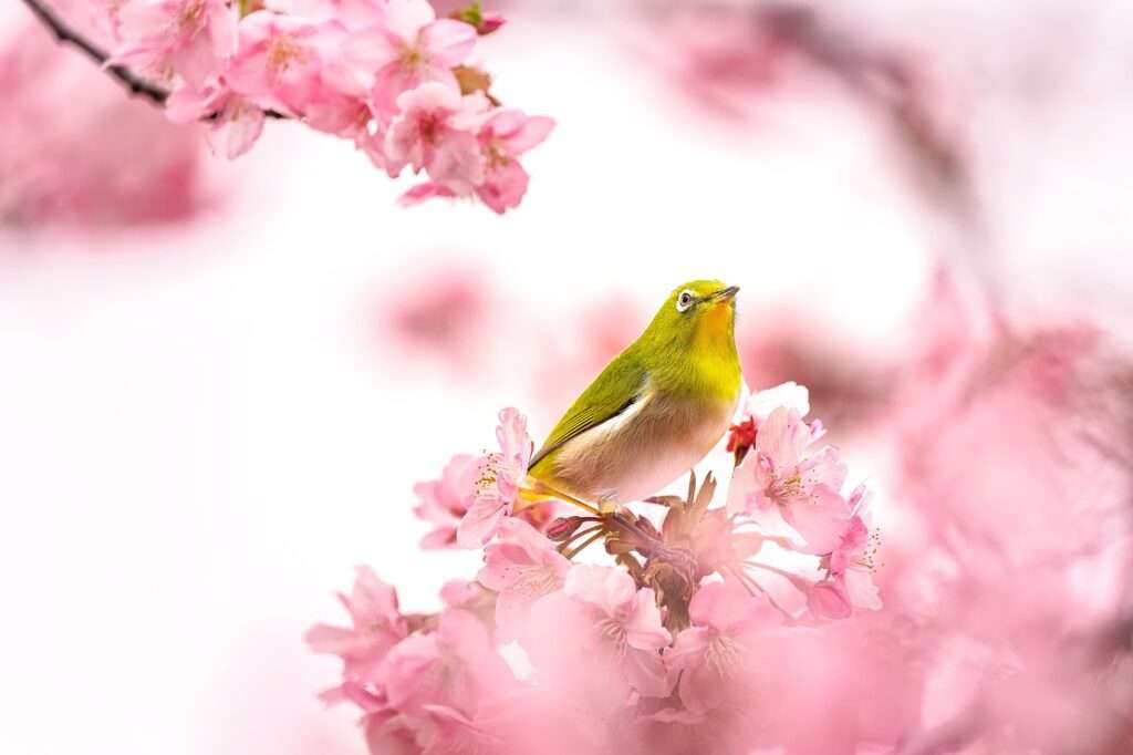 Bird in a tree - Japan Cherry Blossoms