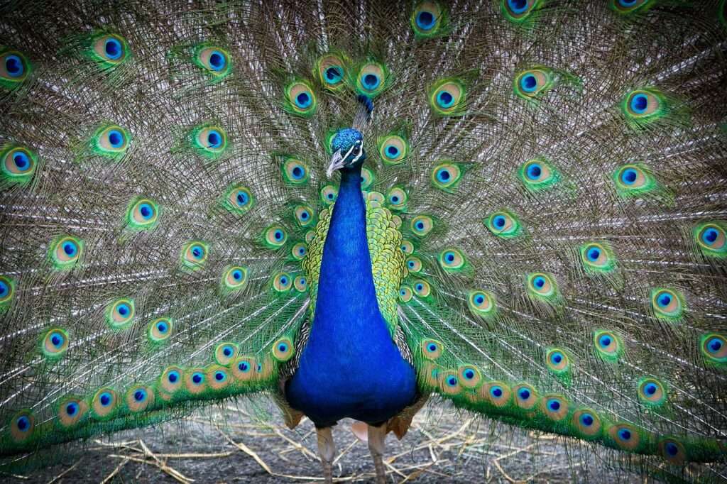 Peacock at the Bronx Zoo in NYC - a family friendly activity