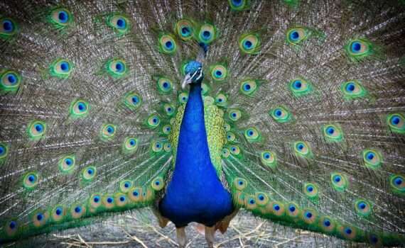 Peacock at the Bronx Zoo in NYC - a family friendly activity