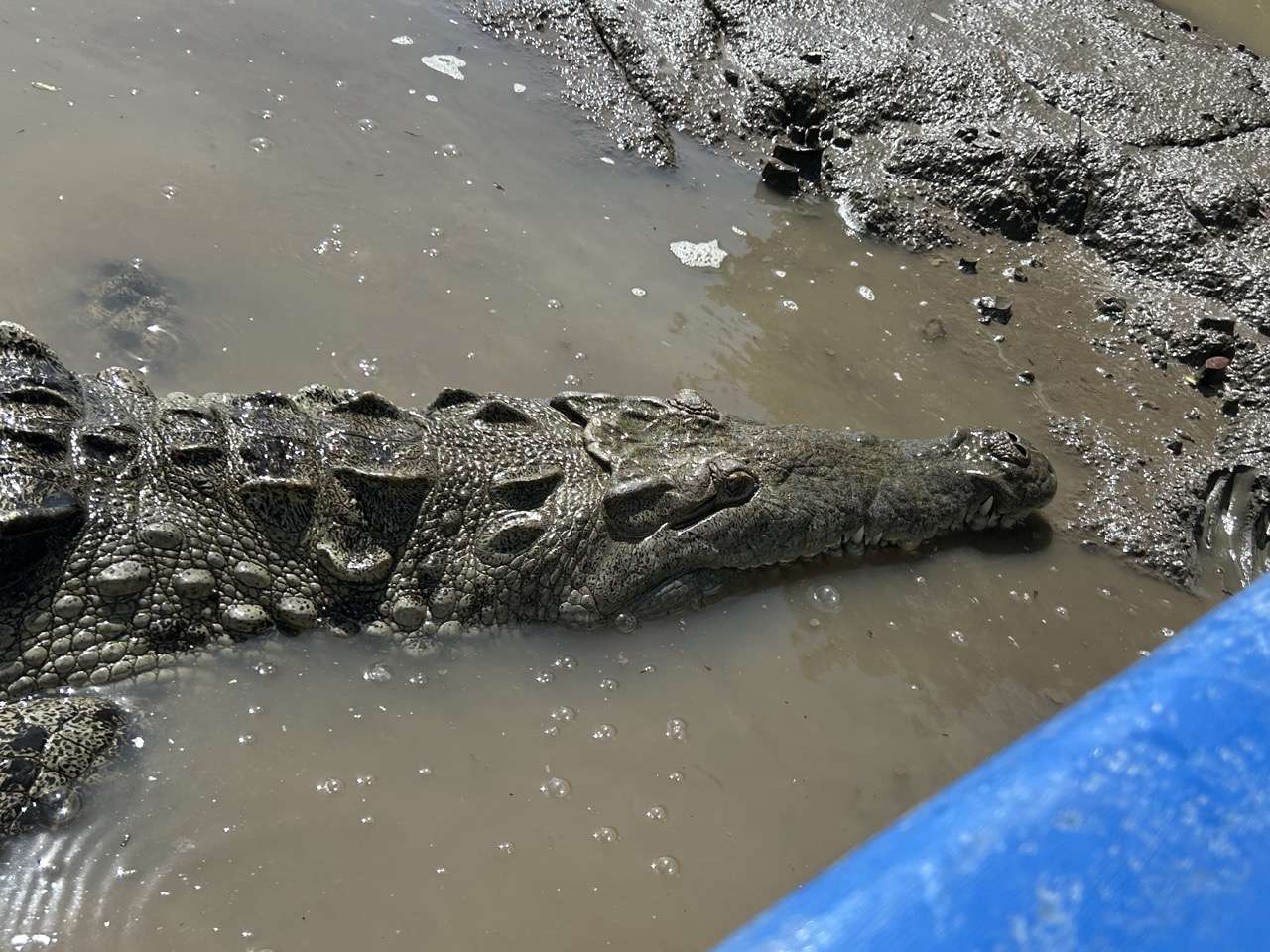 Crocodile at Palo Verde National Park