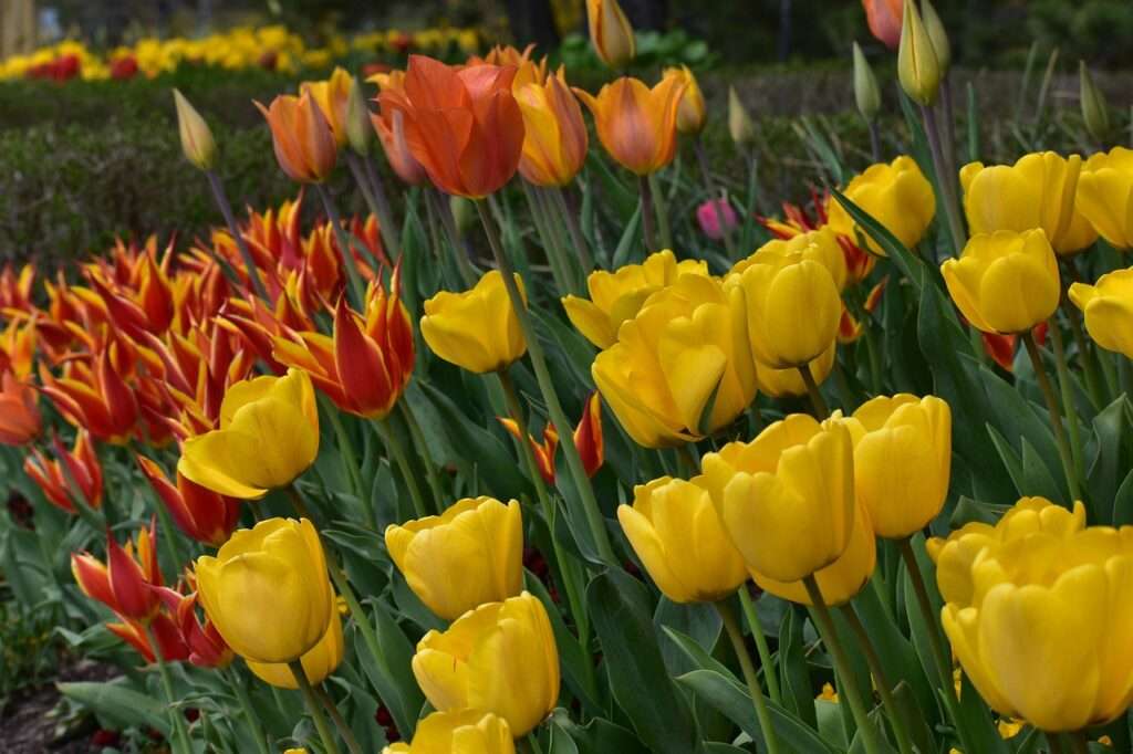 tulip-festival at thanksgiving point utah - spring one of the best times to visit utah